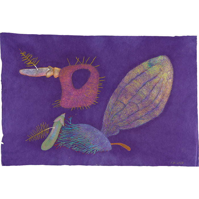 Erika Bornová | Insects