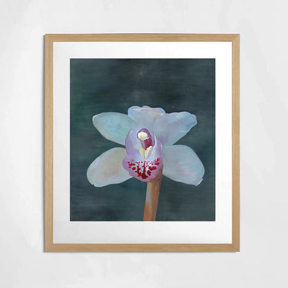 Petr Nikl | Orchid XIII