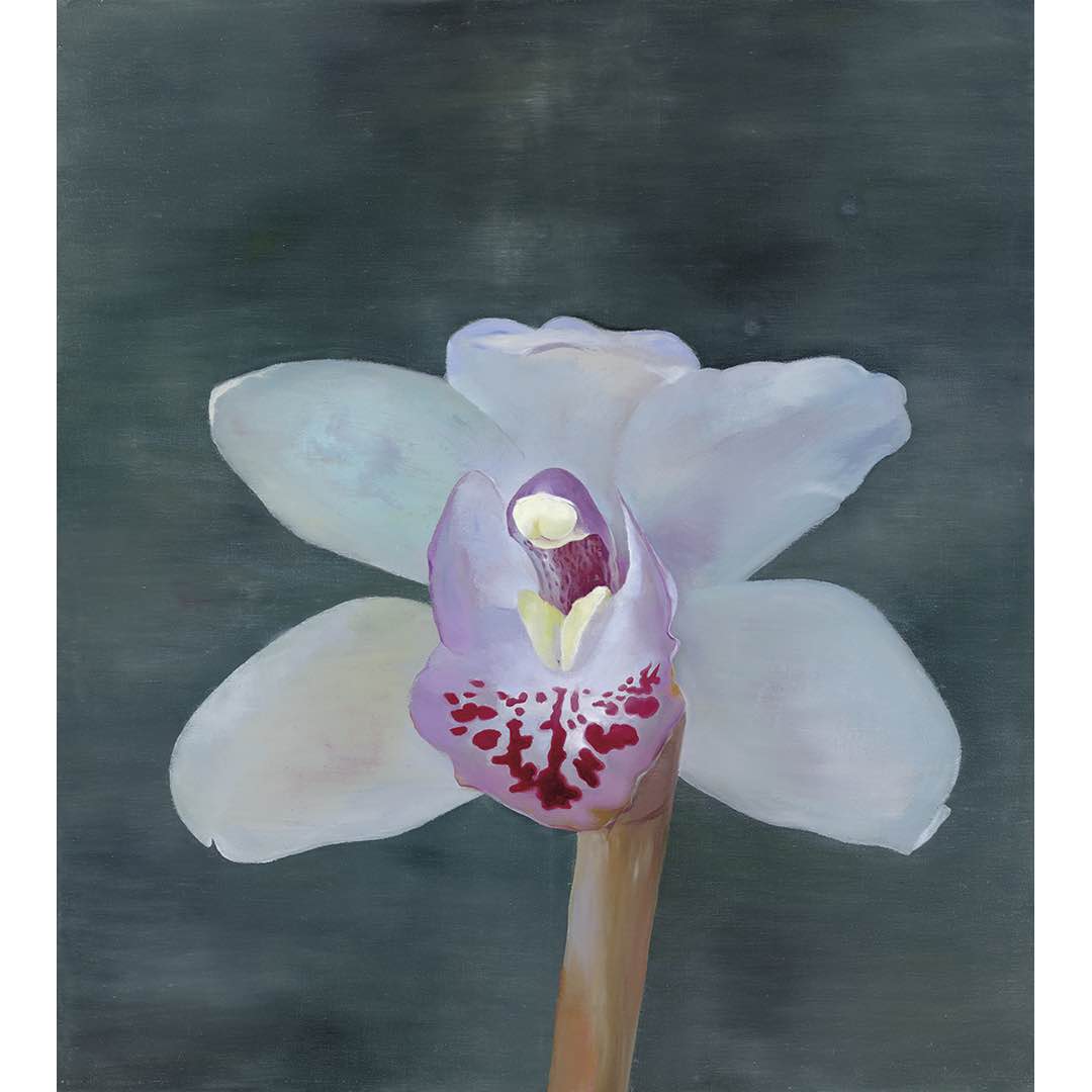 Petr Nikl | Orchid XIII