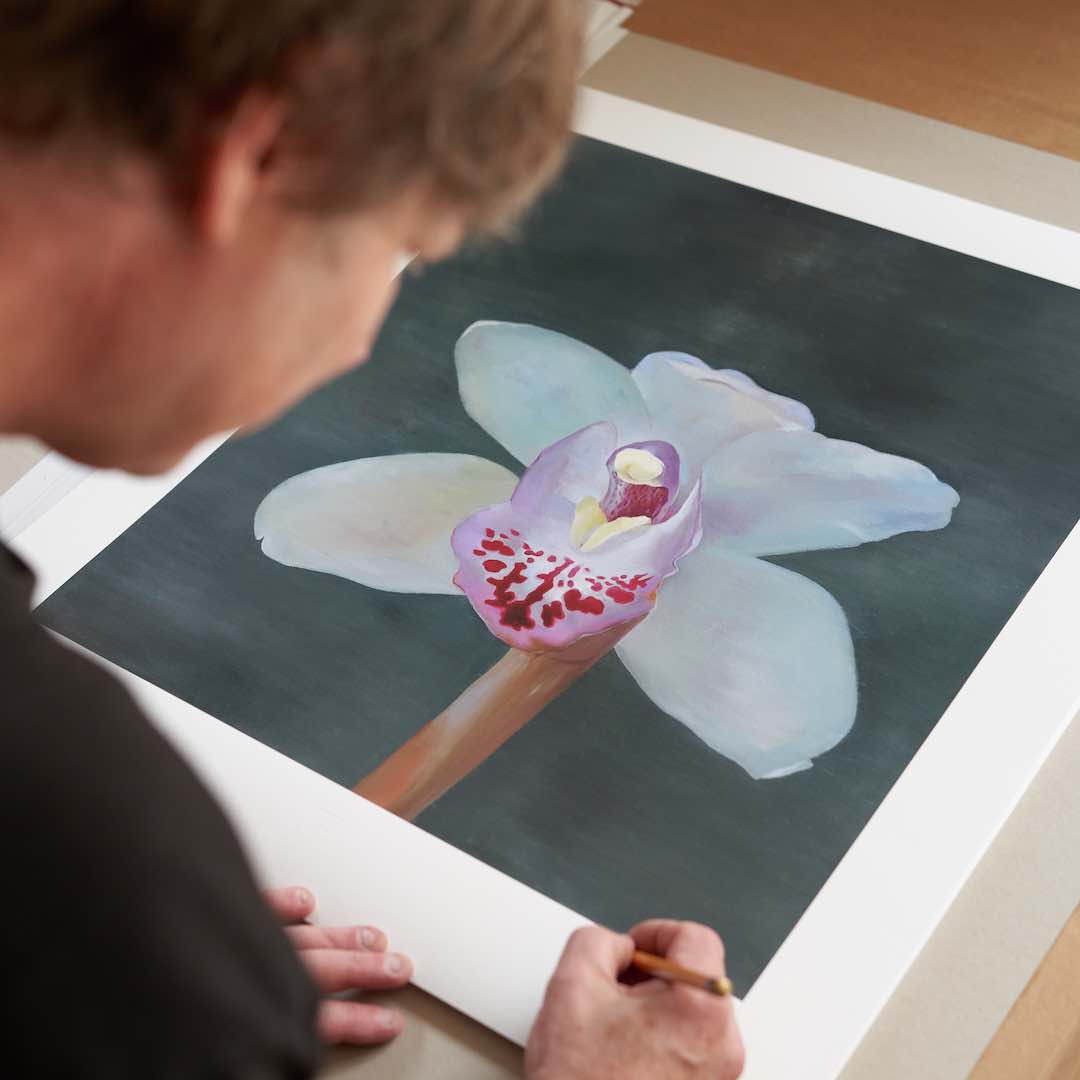 Petr Nikl | Orchid XIII